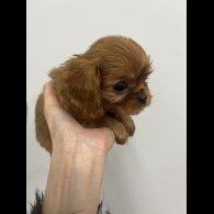 Cavalier King Charles Spaniel