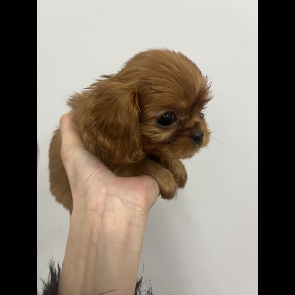 Cavalier King Charles Spaniel