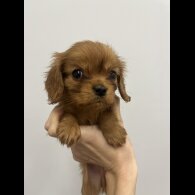 Cavalier King Charles Spaniel