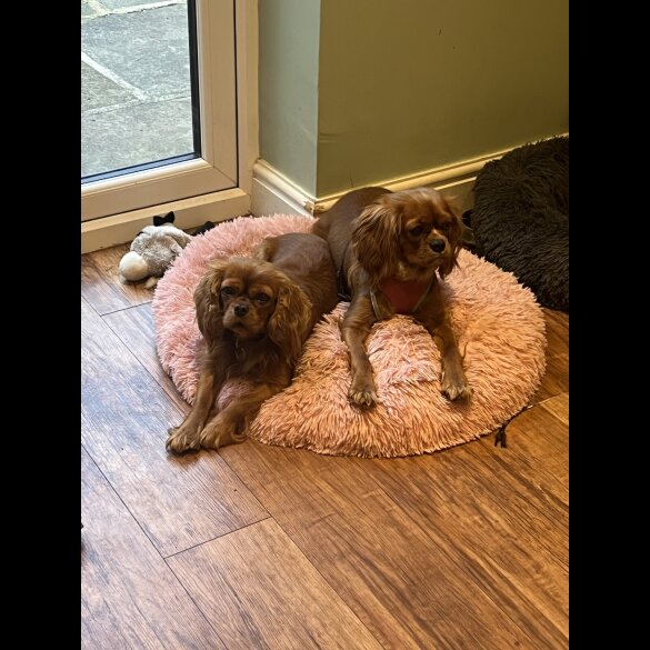 Cavalier King Charles Spaniel