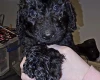 Labradoodle