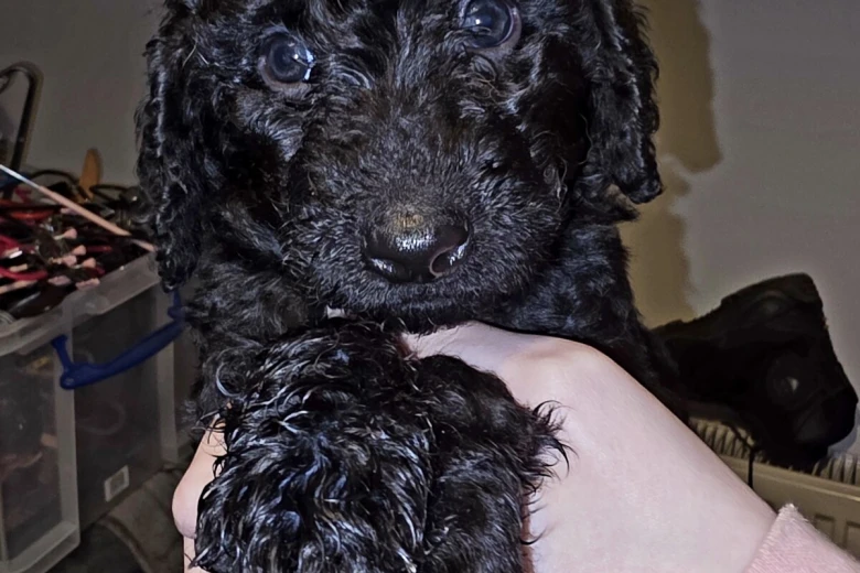 Labradoodle