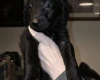 Labradoodle