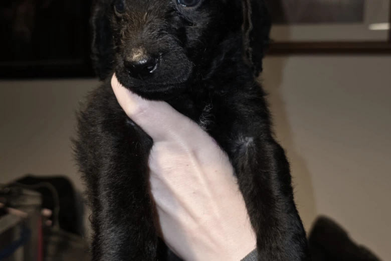 Labradoodle