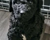 Labradoodle