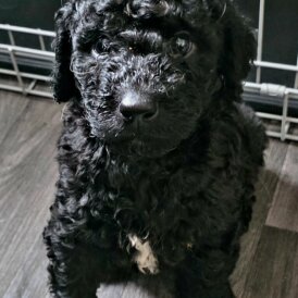 Labradoodle