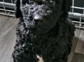 Labradoodle