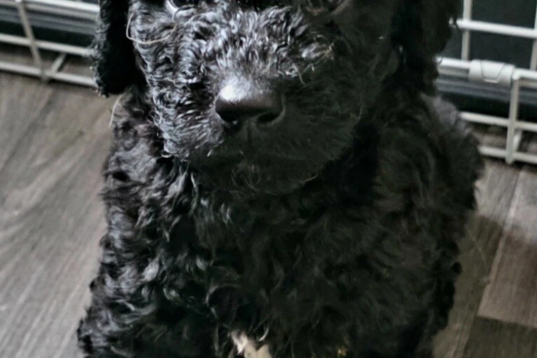 Labradoodle
