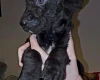 Labradoodle