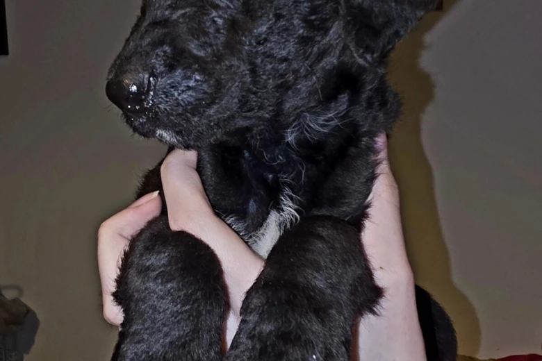 Labradoodle