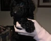 Labradoodle
