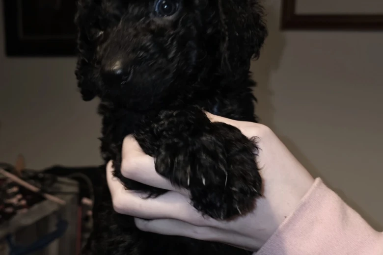 Labradoodle