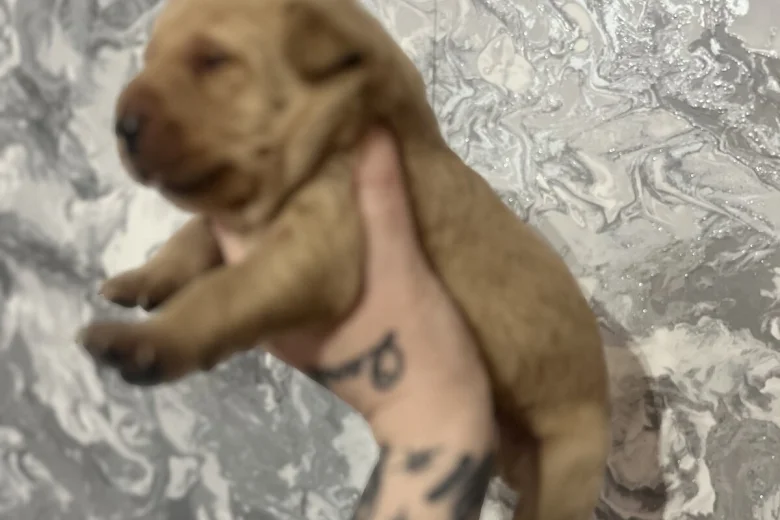 Labrador Retriever