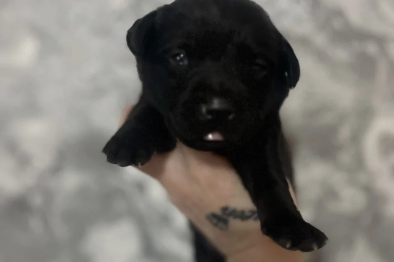 Labrador Retriever
