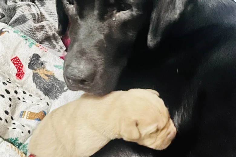 Labrador Retriever