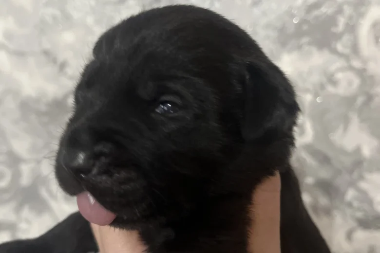 Labrador Retriever