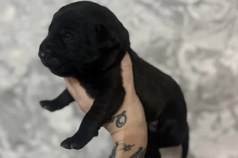 Labrador Retriever