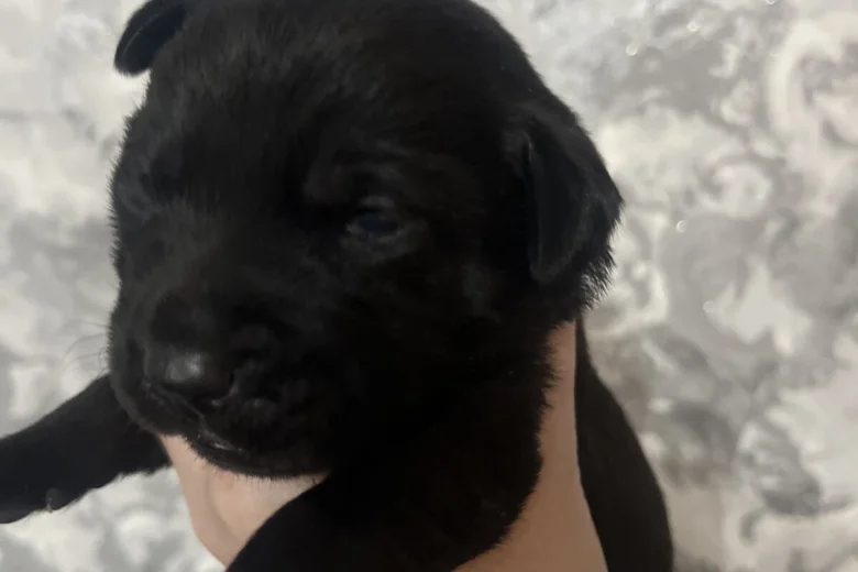 Labrador Retriever