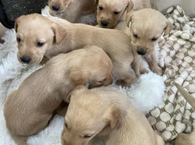 Labrador Retriever
