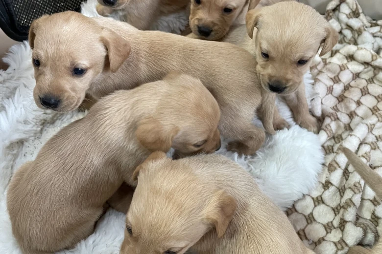 Labrador Retriever