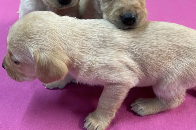 Labrador Retriever