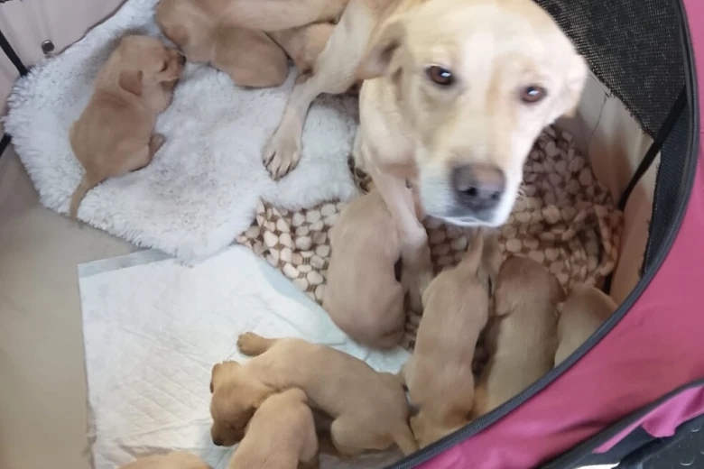 Labrador Retriever