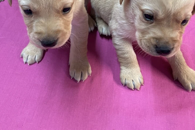 Labrador Retriever