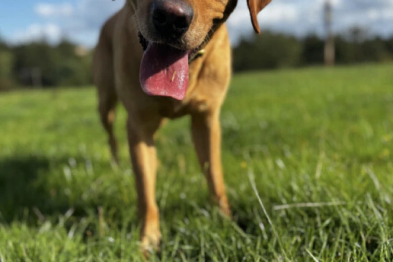 Labrador Retriever