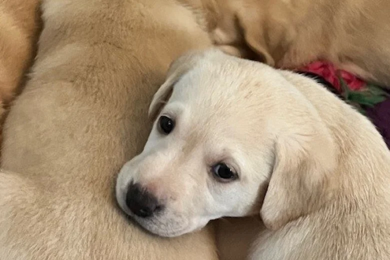 Labrador Retriever