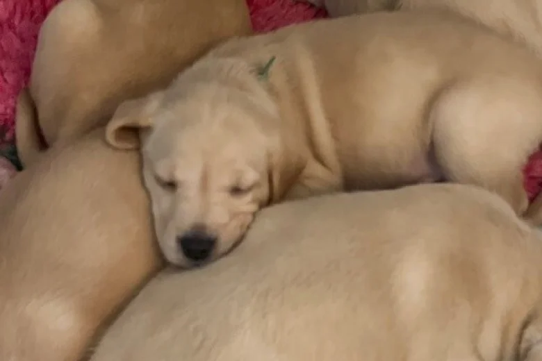 Labrador Retriever