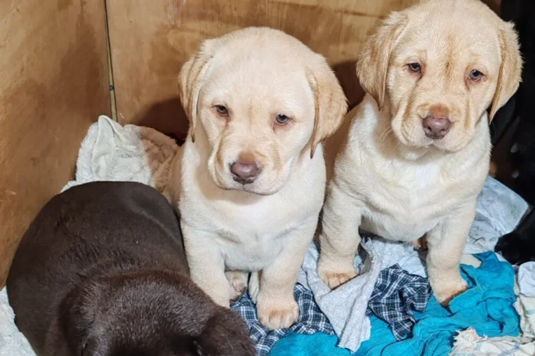 Labrador Retriever