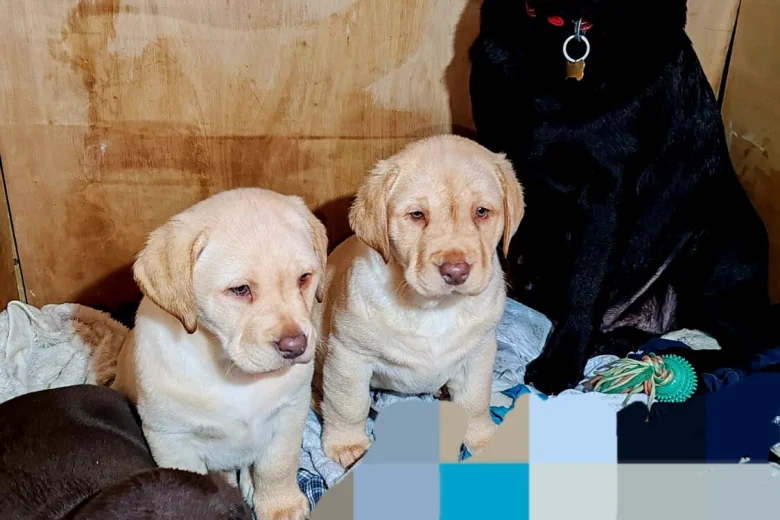 Labrador Retriever
