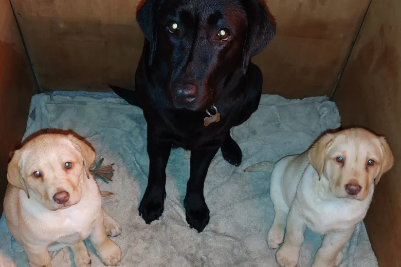 Labrador Retriever