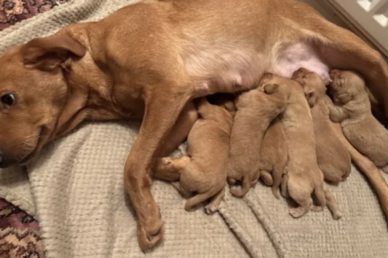 Labrador Retriever