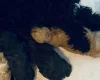 Cavapoo