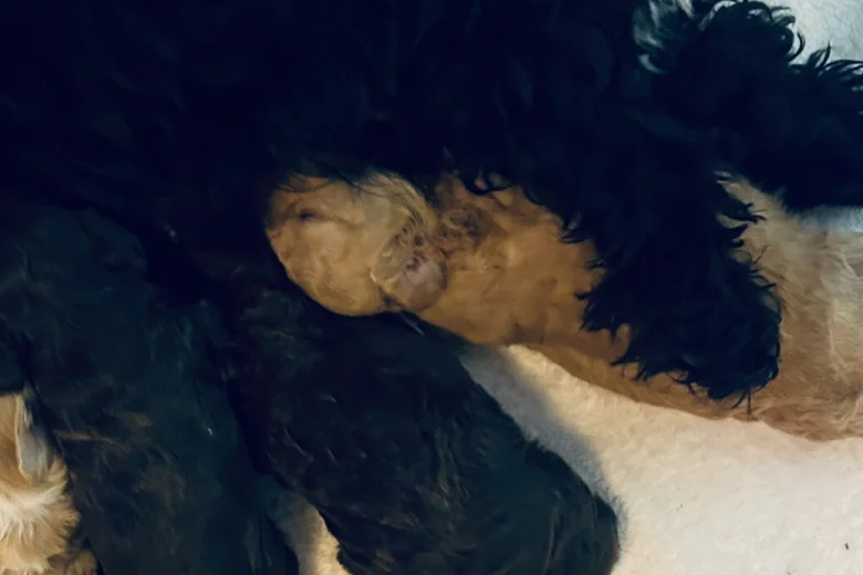 Cavapoo
