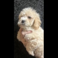 Cavapoo