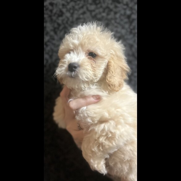 Cavapoo