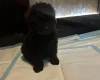Cavapoo