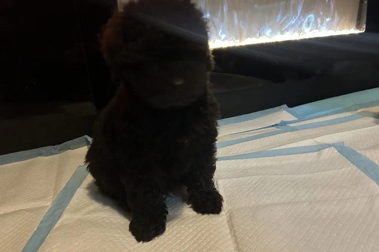 Cavapoo