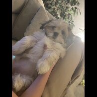 Lhasa Apso