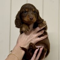 Dachshund (Miniature Long Haired)