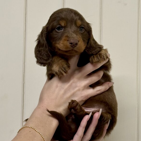 Dachshund (Miniature Long Haired)