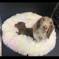 Dachshund (Miniature Long Haired)