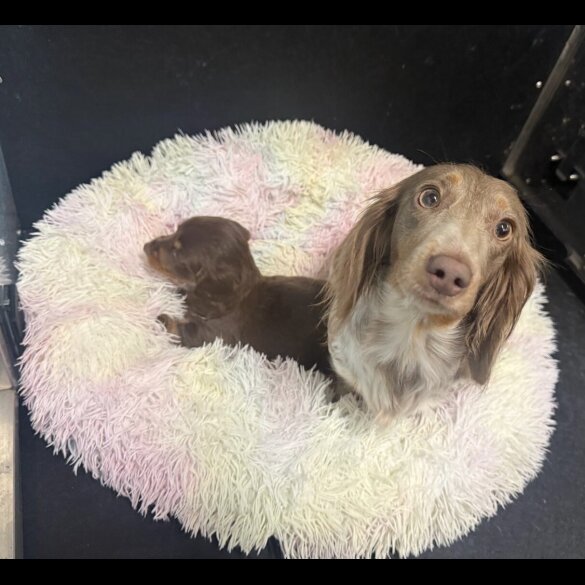 Dachshund (Miniature Long Haired)