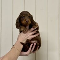 Dachshund (Miniature Long Haired)