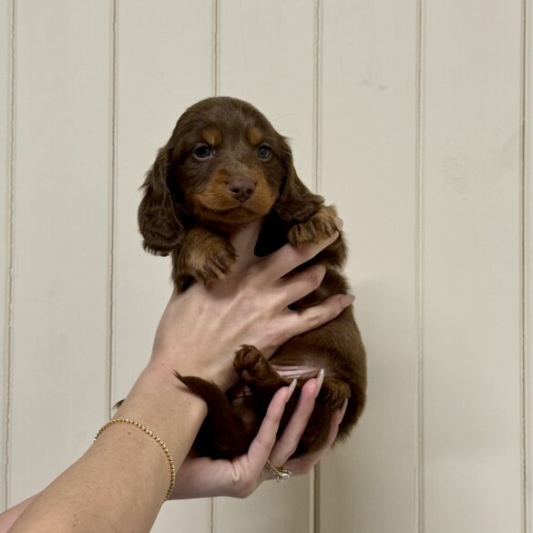 Dachshund (Miniature Long Haired)