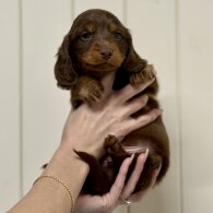 Dachshund (Miniature Long Haired)