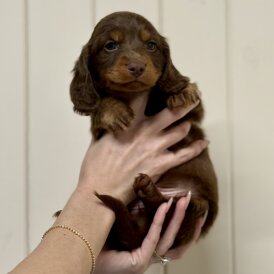 Dachshund (Miniature Long Haired)