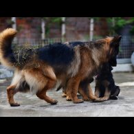 German Shepherd (Alsatian)